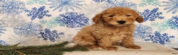 Mini Goldendoodle dogs for sale: Dover - Ad 13