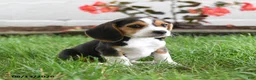 Beagle dogs for sale: Tina - Ad 3