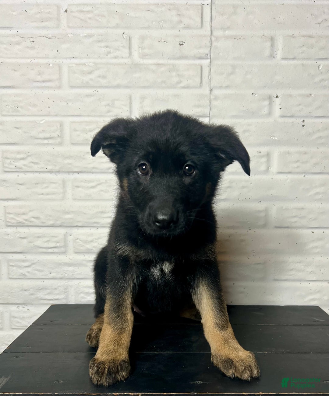 German Shepherd dogs for sale: Daisy - Ad 2