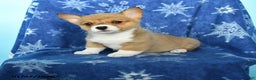 Welsh Corgi Pembroke dogs for sale: Tulip - Ad 1