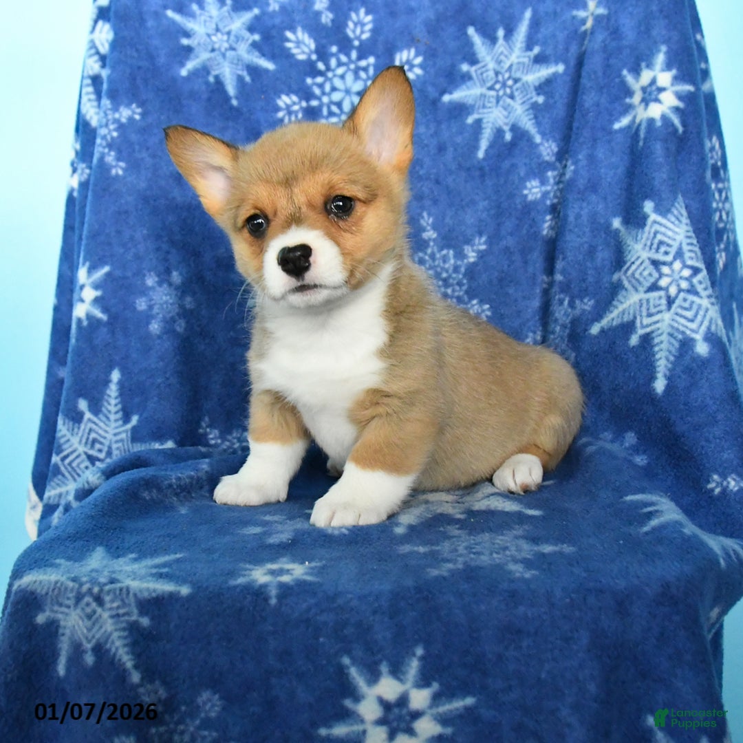 Welsh Corgi Pembroke dogs for sale: Tulip - Ad 1
