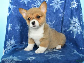 Welsh Corgi Pembroke dogs Tulip - Ad 15