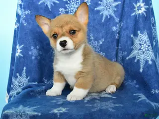 Welsh Corgi Pembroke dogs Tulip - Ad 3