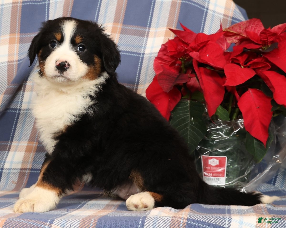 Australian Shepherd dogs Snoopy - Ad 42