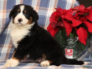 Australian Shepherd dogs Snoopy - Ad 12