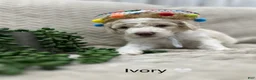 Goldendoodle dogs for sale: Ivory 🤍 - Ad 17