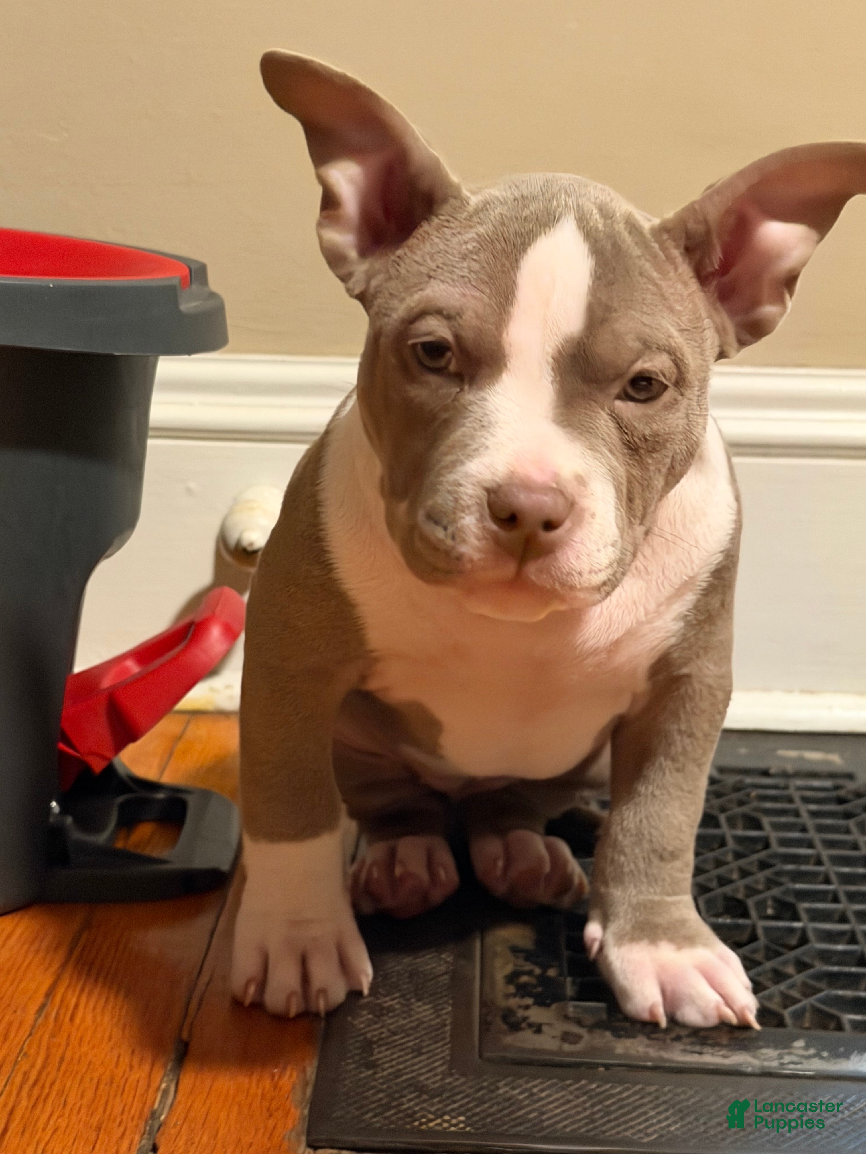 American Bully dogs American Bully Puppy 2 - Ad 32