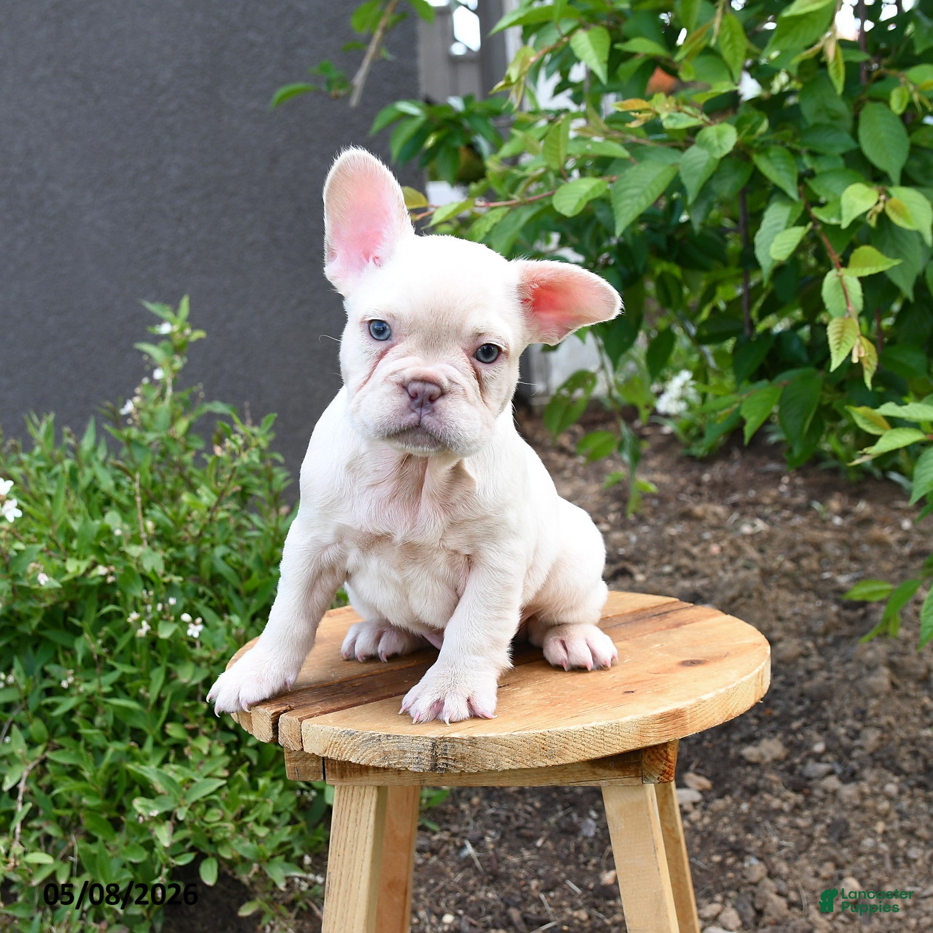 French Bulldog dogs Floriane - Ad 2