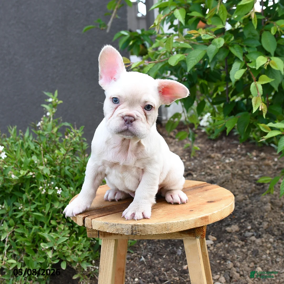 French Bulldog dogs for sale: Floriane - Ad 2
