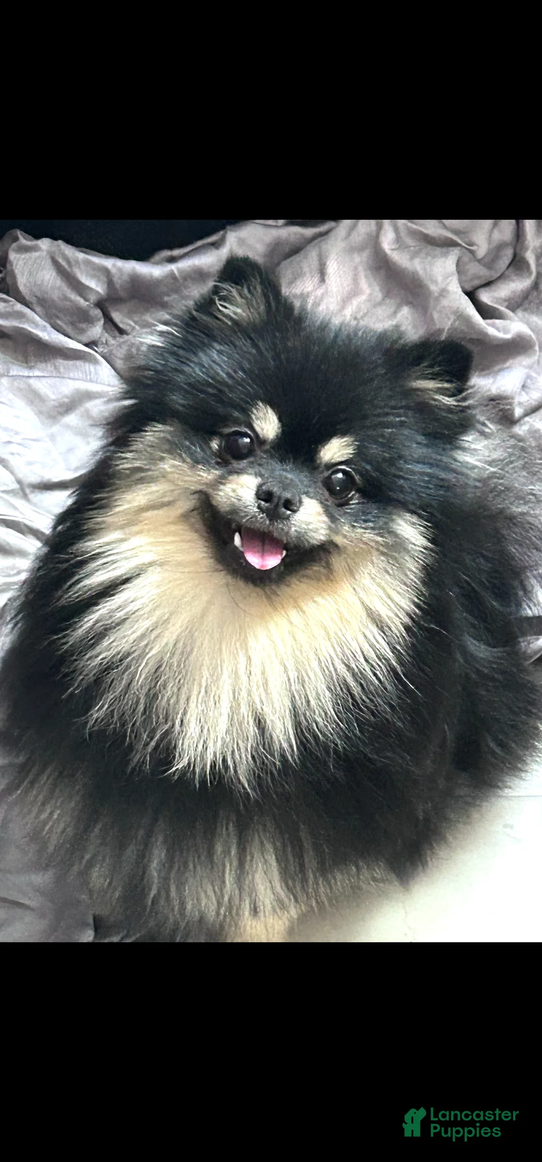 Pomeranian dogs for sale: Barney - Ad 2