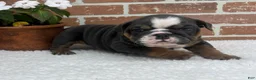 English Bulldog dogs for sale: Taylor - Ad 5