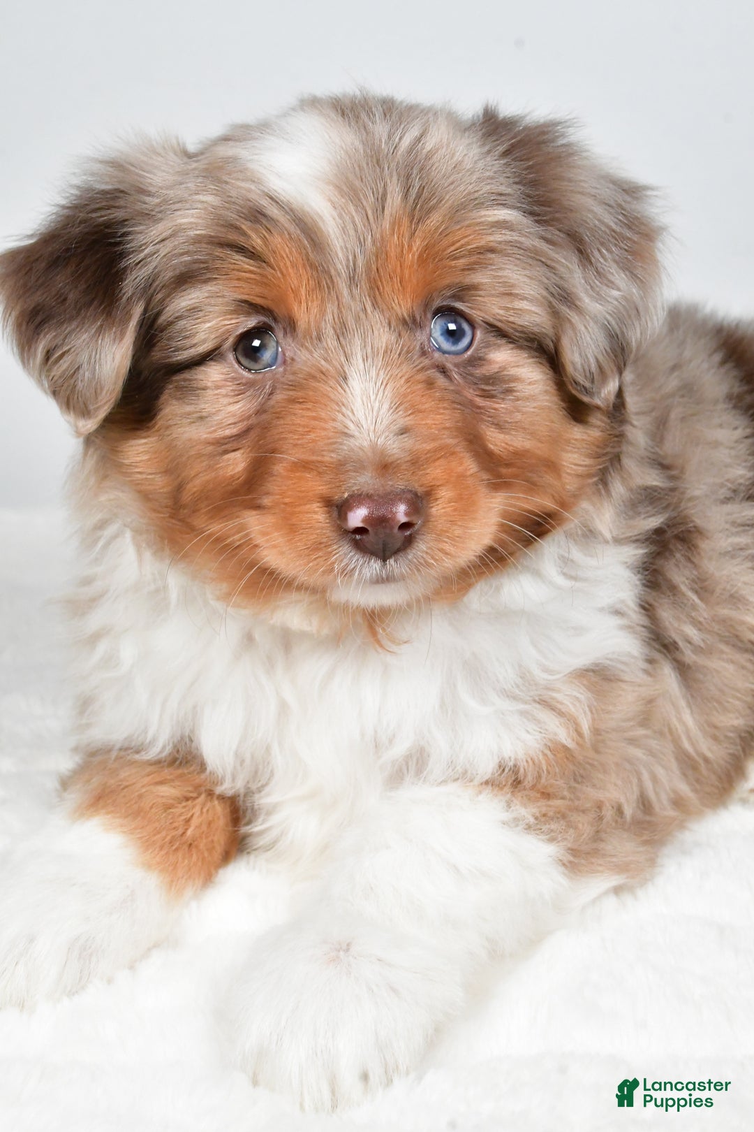 Miniature Australian Shepherd dogs for sale: Rita - Ad 4