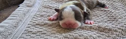 Boston Terrier dogs for sale: Boston Terrier Puppy 3 - Ad 12