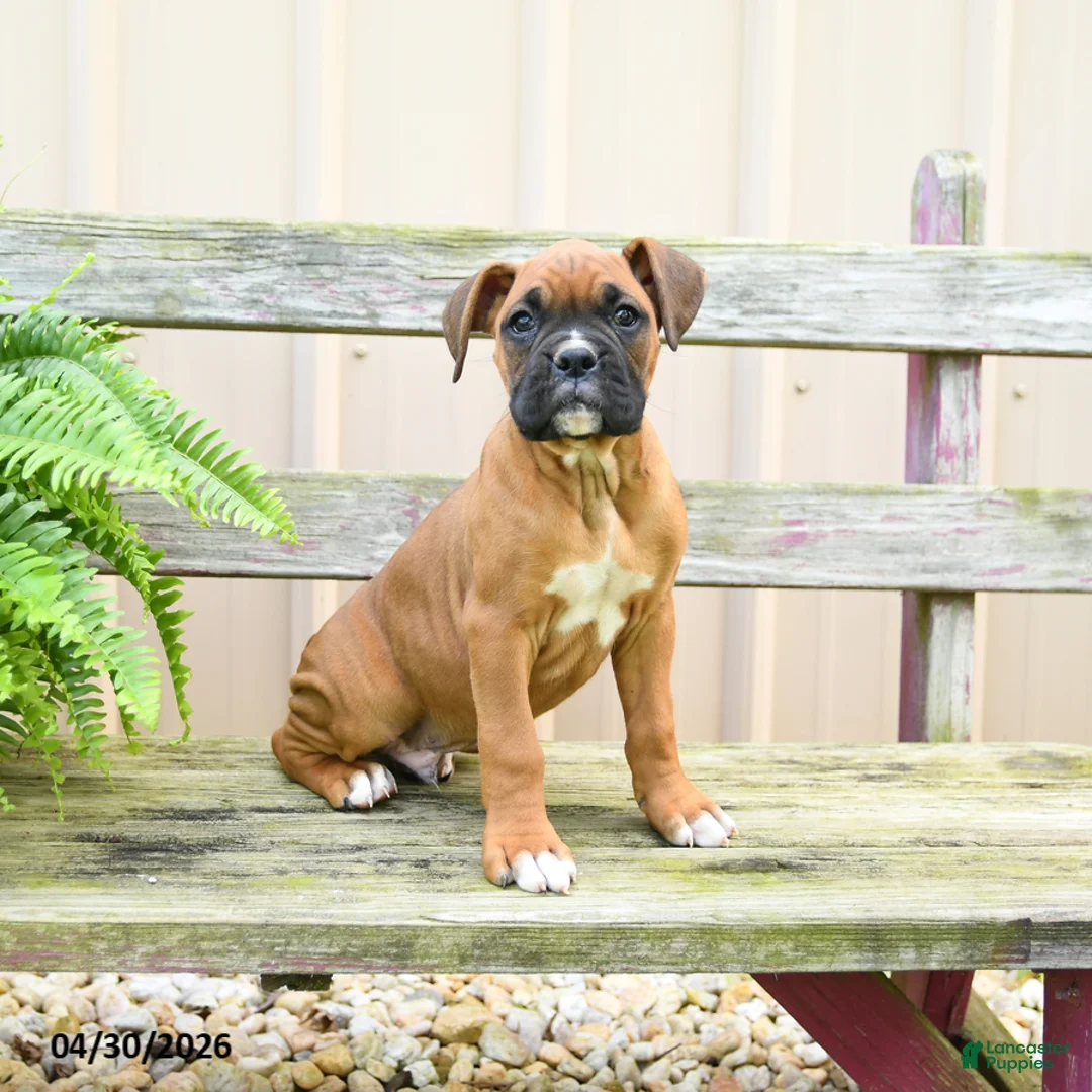 Boxer dogs for sale: Snickers - Ad 1