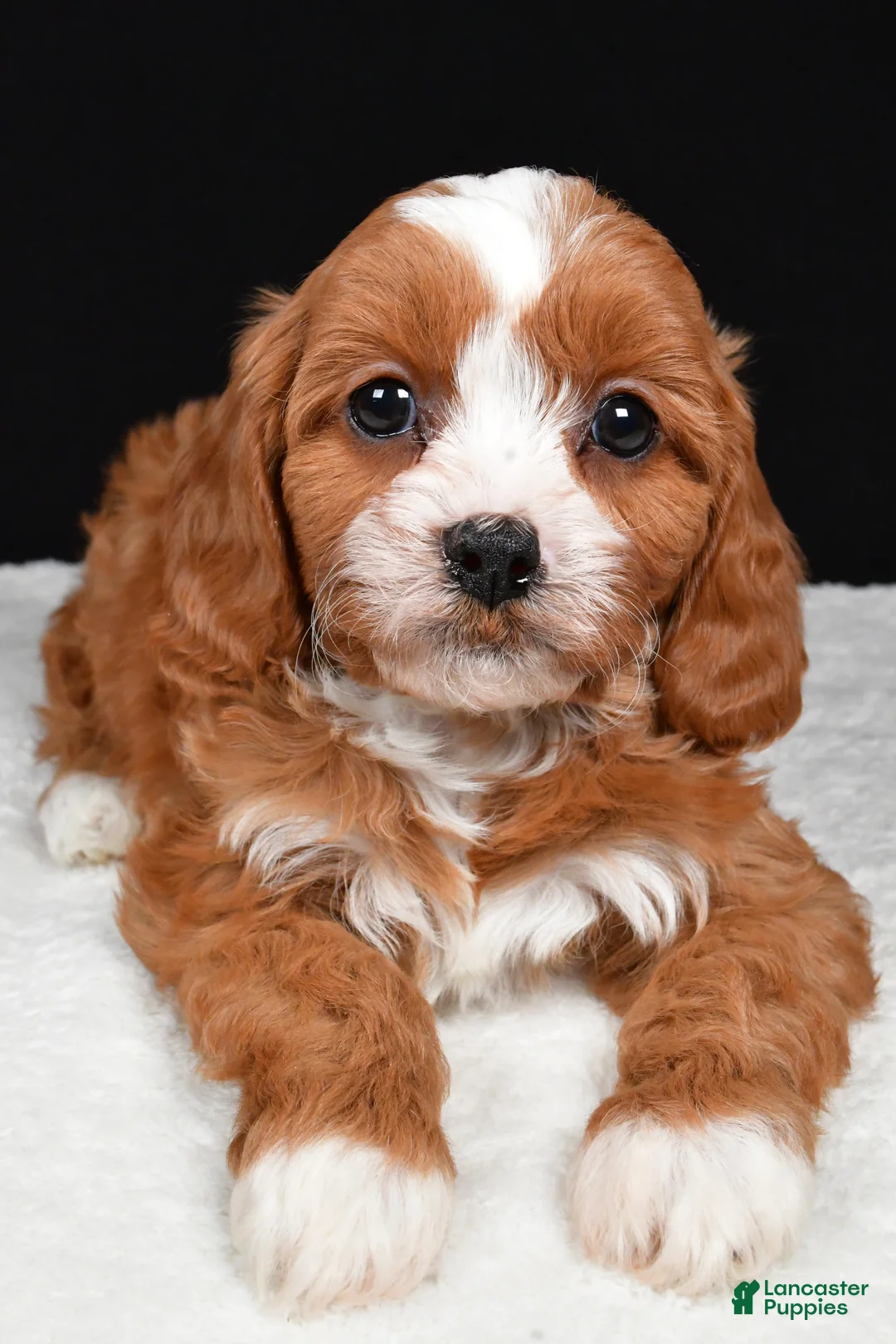 Cavapoo dogs for sale: Kairi - Ad 7