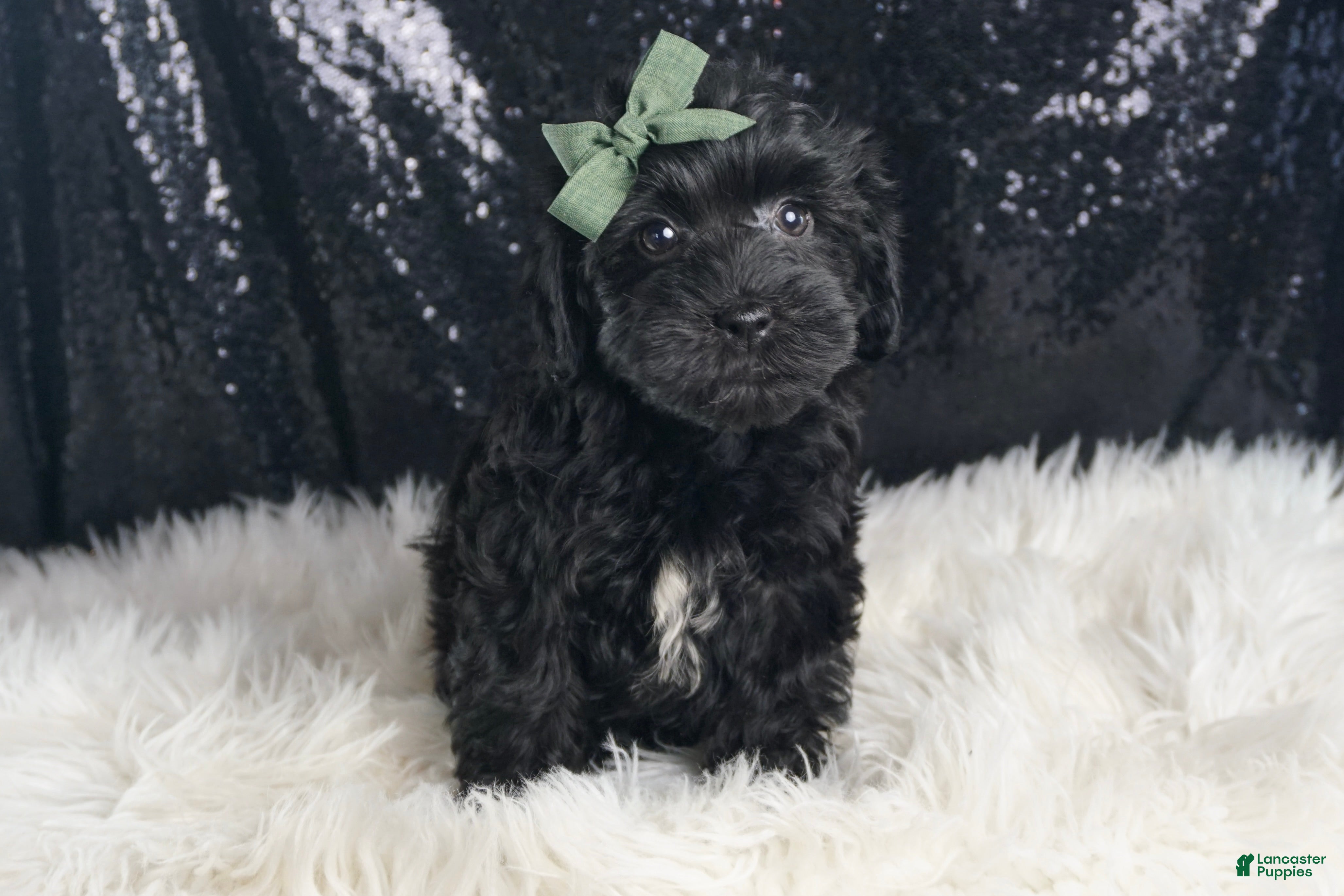 Yorkiepoo dogs Atom - Ad 38