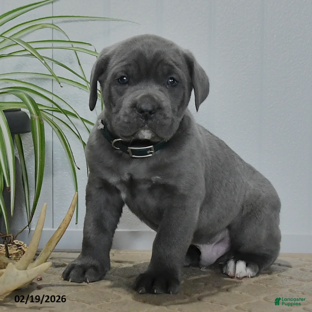 Cane Corso dogs for sale: Grayson - Ad 3