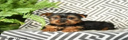 Yorkshire Terrier dogs for sale: Kruz - Ad 3