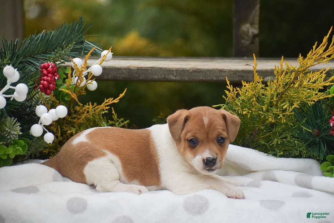 Jack Russell Terrier dogs for sale: Penny - Ad 3