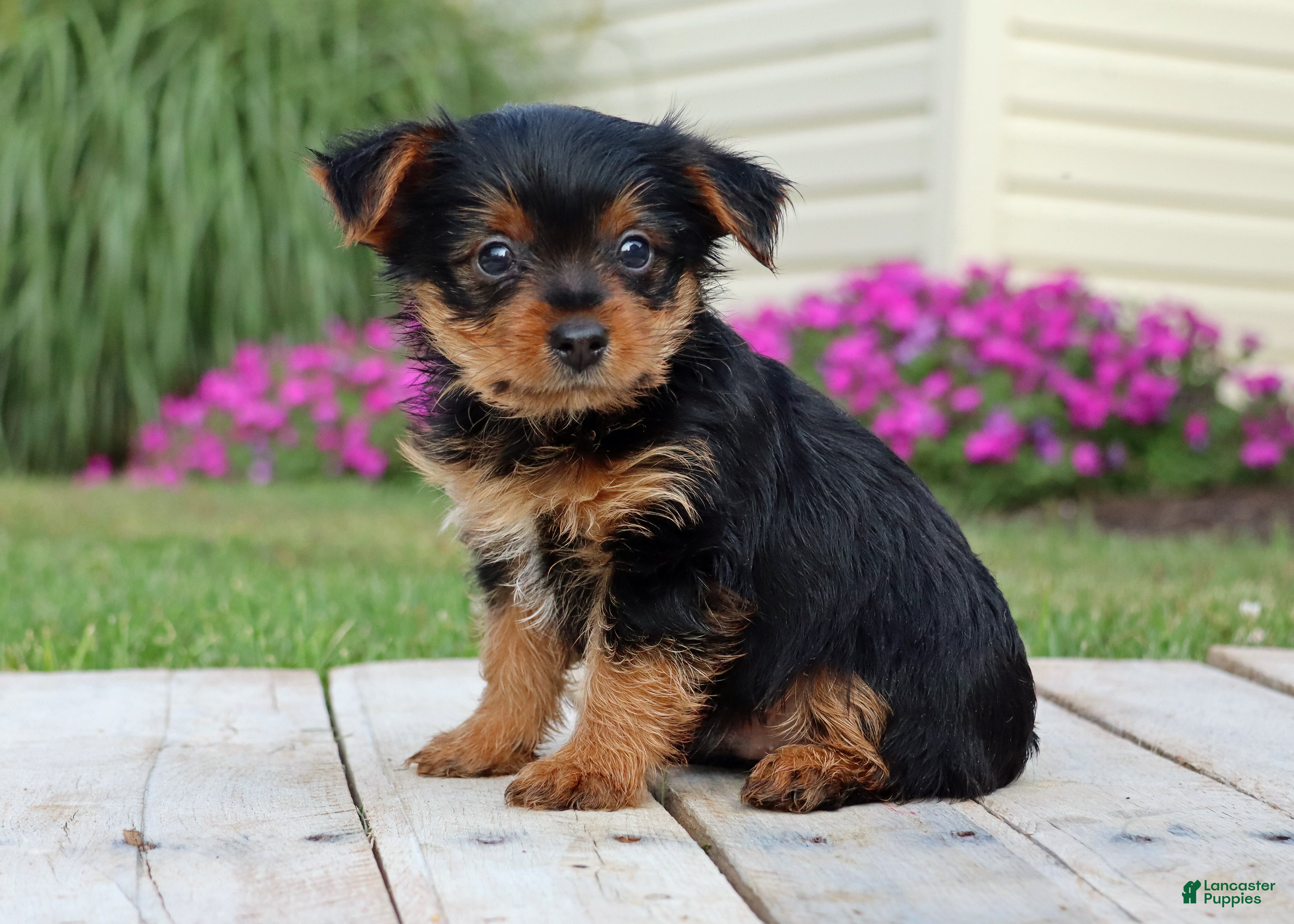 Yorkshire Terrier dogs Cola - Ad 2