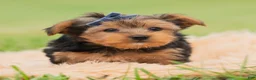 Yorkshire Terrier dogs for sale: Fizzie  - Ad 4