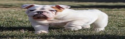 English Bulldog dogs for sale: Frosty - Ad 4