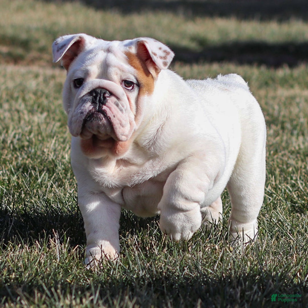 English Bulldog dogs for sale: Frosty - Ad 4