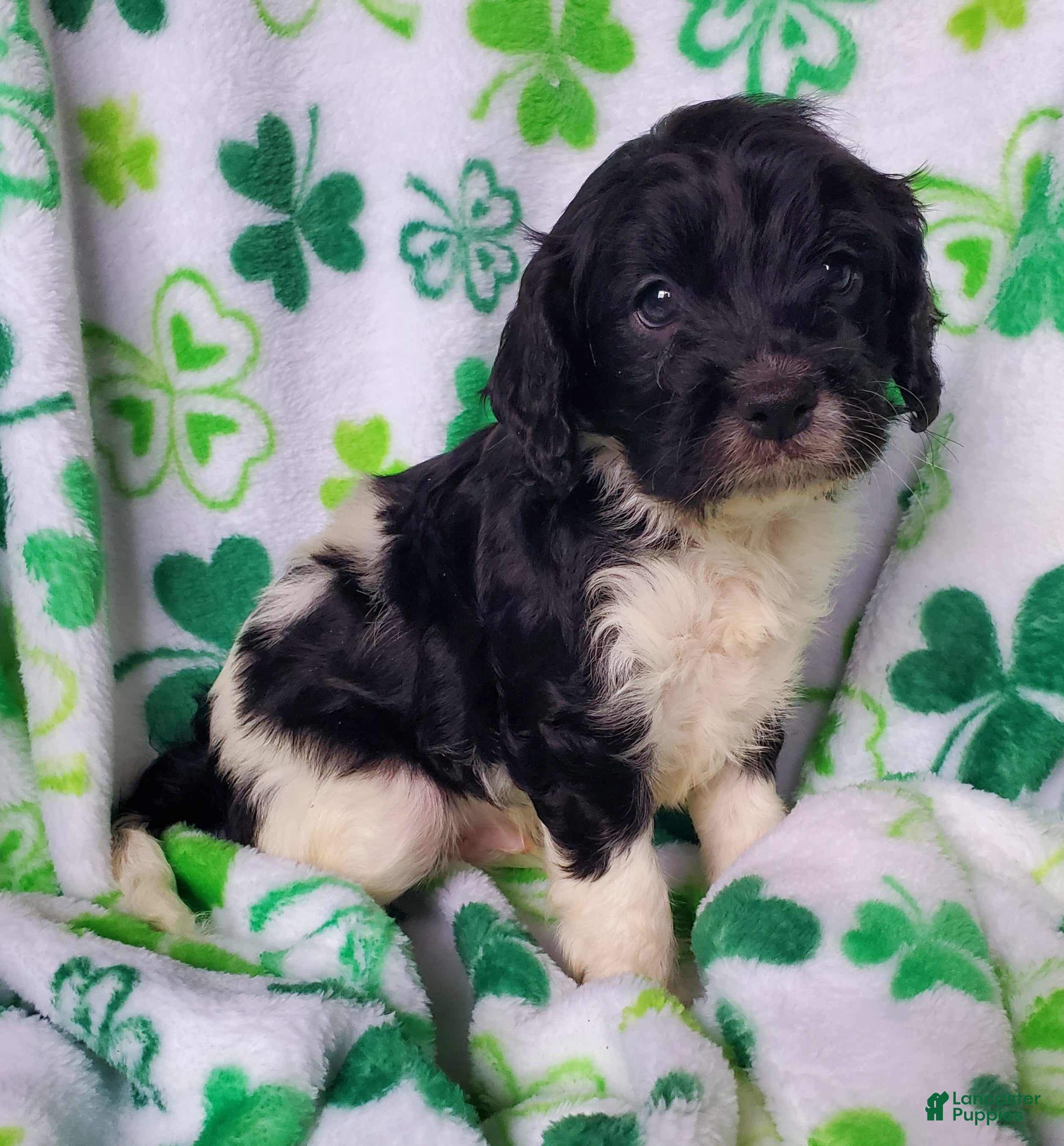 Cavapoo dogs Harry - Ad 2