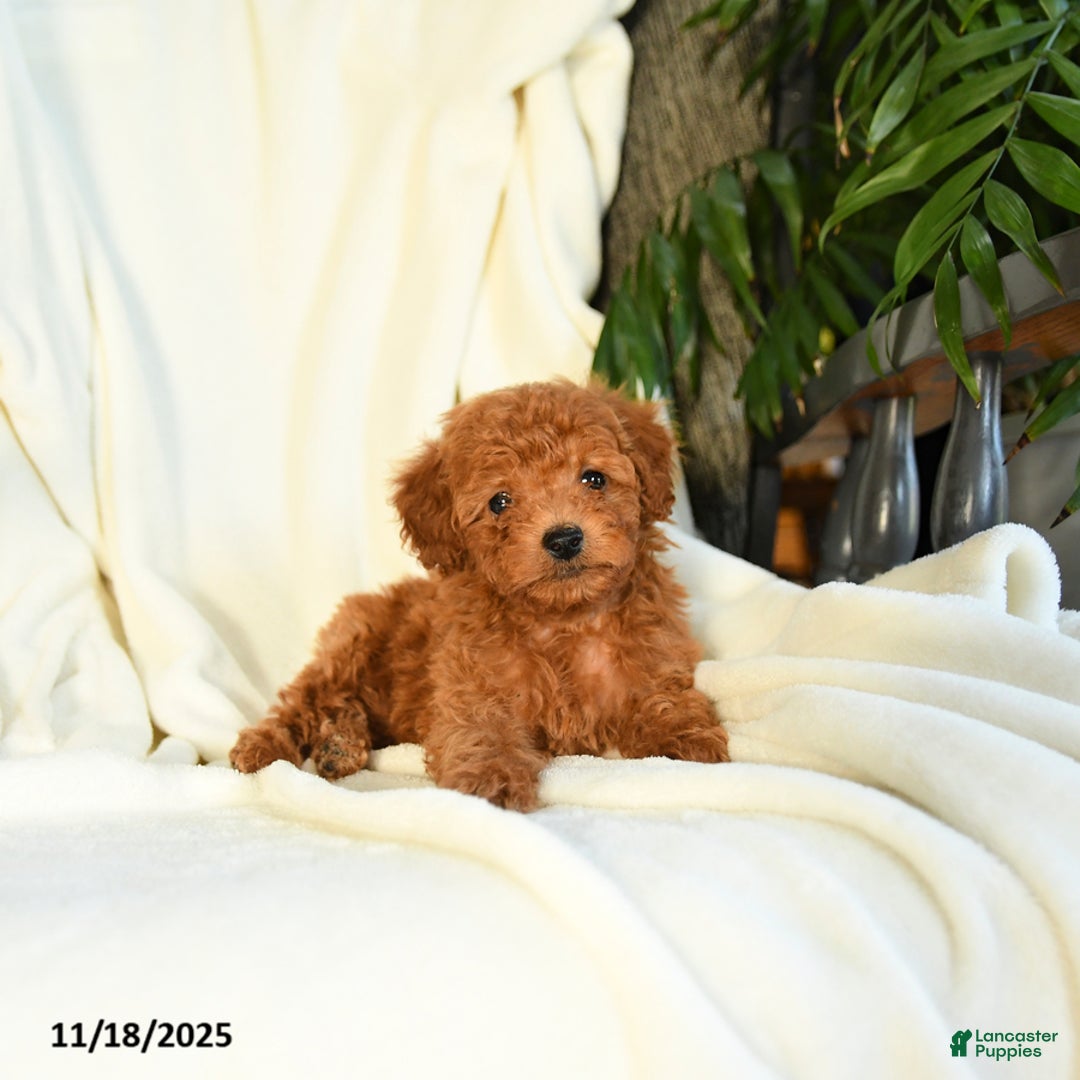 Toy Poodle dogs for sale: Tufts - Ad 3