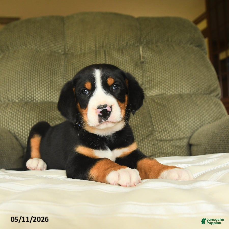 Greater Swiss Mountain Dog dogs Calvin - Ad 2