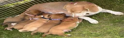 Mixed Breed dogs for sale: Tertia - Ad 3