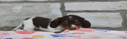 Miniature Dachshund dogs for sale: Anna - Ad 3
