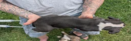 American Pit Bull Terrier dogs for sale: American Pit Bull Terrier Puppy 4 - Ad 3
