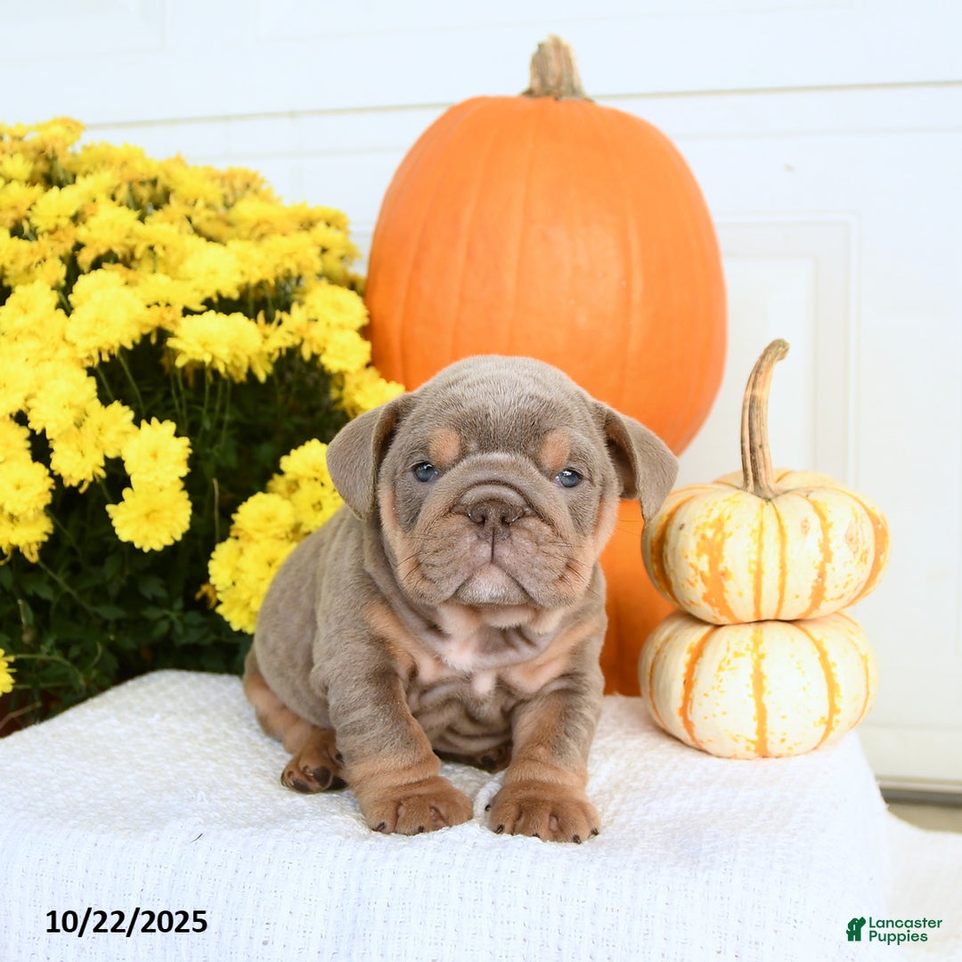 English Bulldog Puppies for sale in Downingtown, Pennsylvania