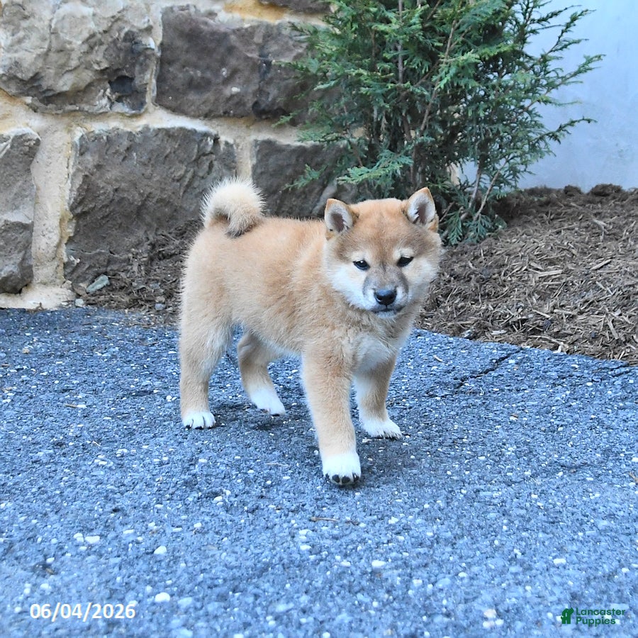 Shiba Inu dogs for sale: Shawn  - Ad 4
