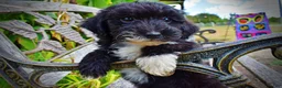 Havapoo dogs for sale: Kudos - Ad 5