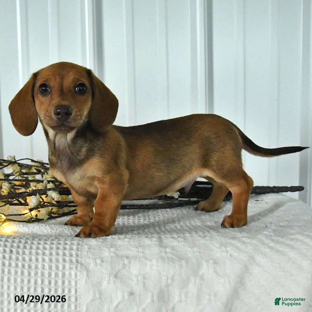 Dachshund dogs for sale: Doc - Ad 2