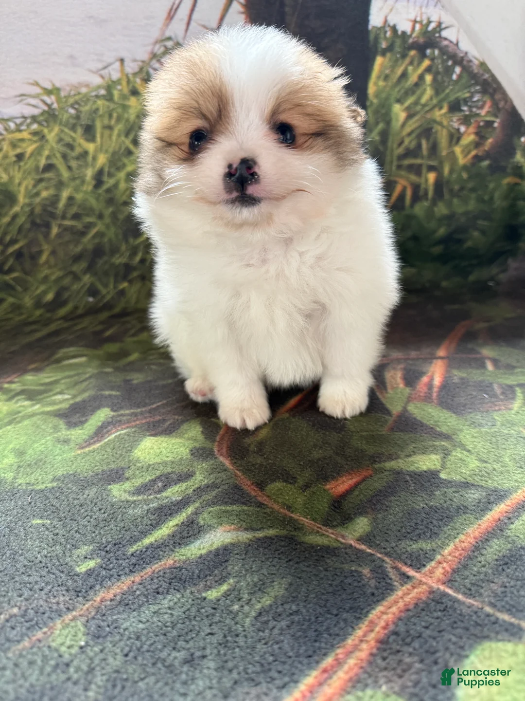 Pomeranian dogs for sale: Caleb - Ad 19