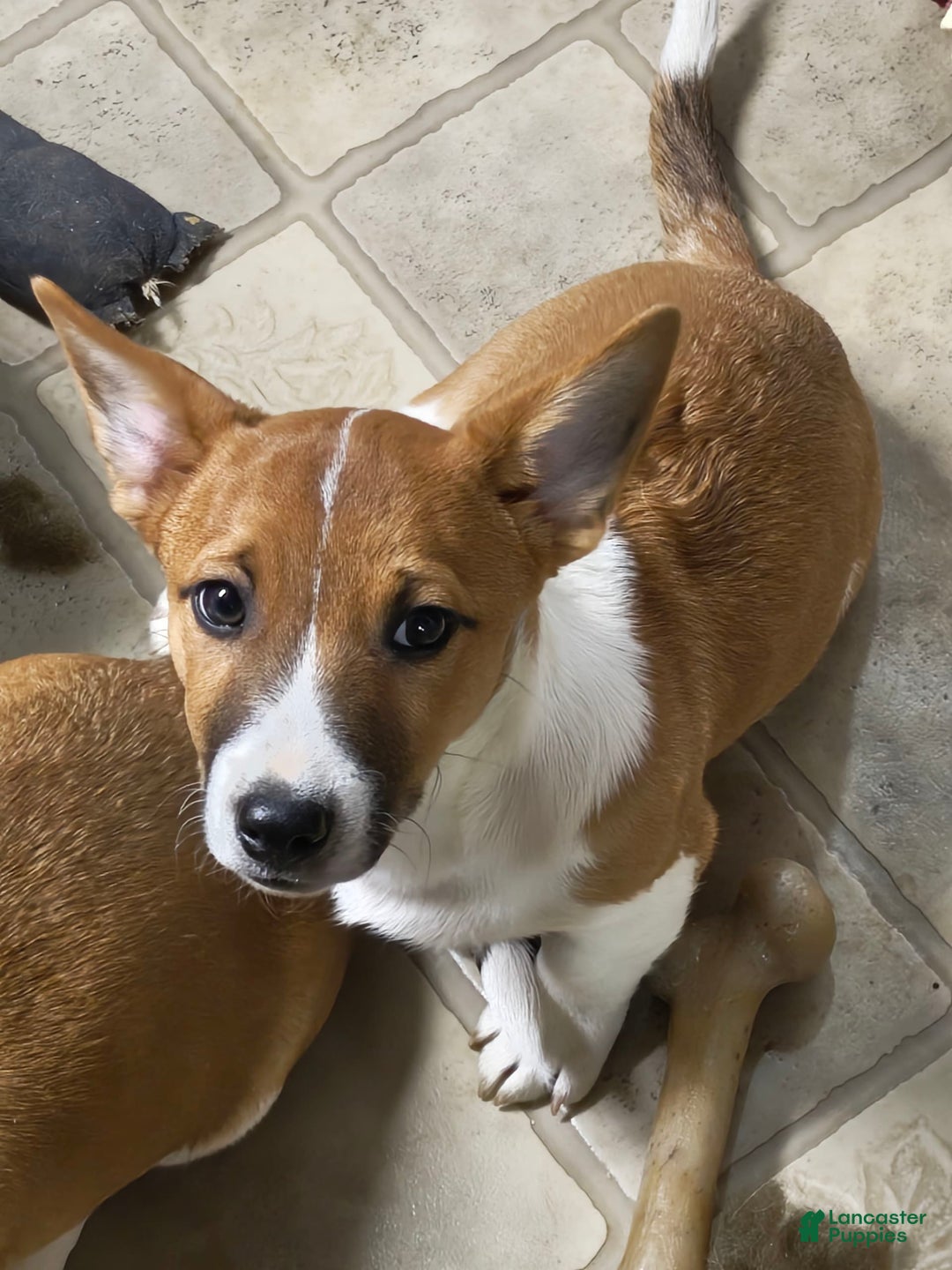 Gallery Image {{count}}