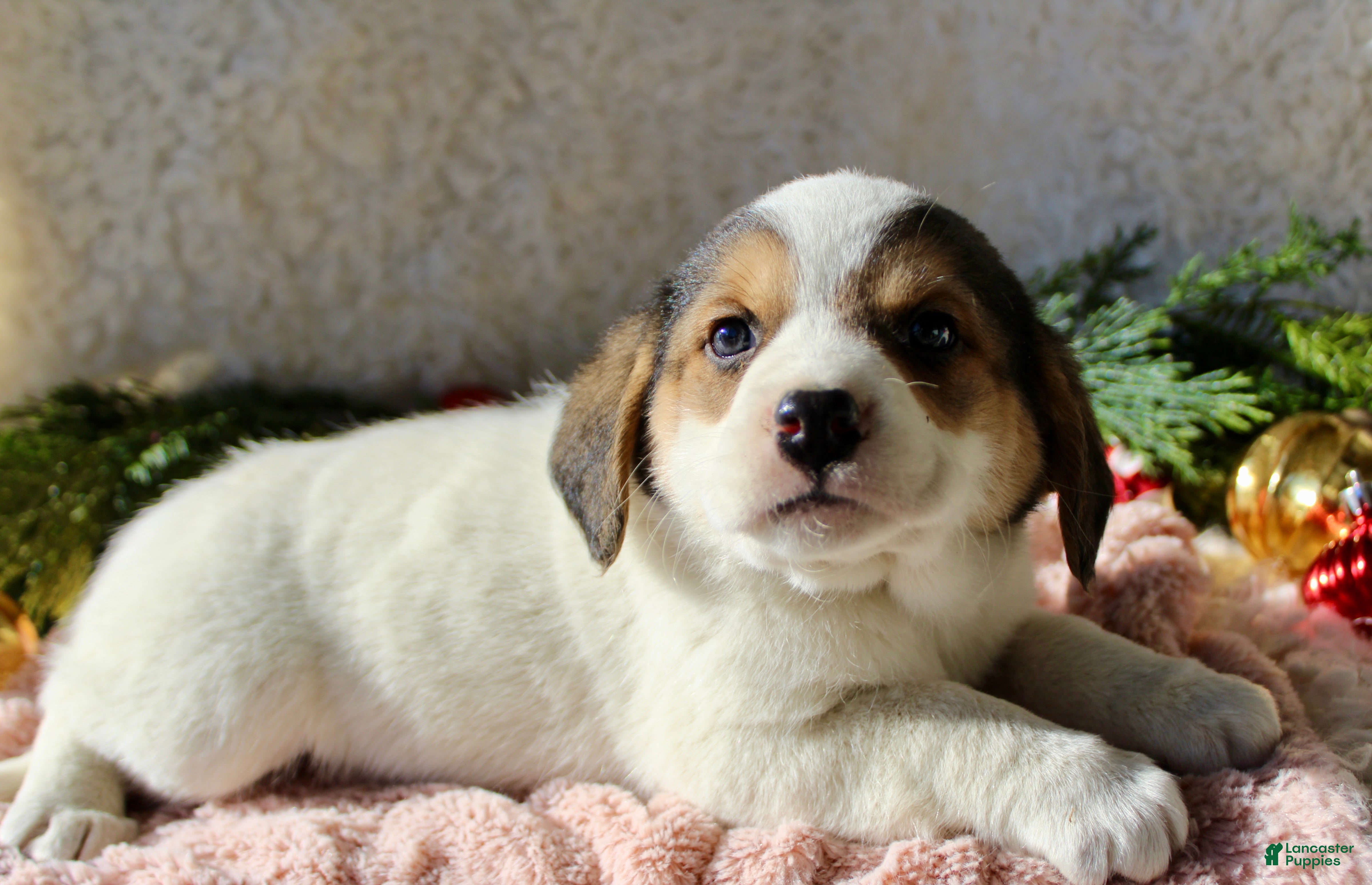 Mixed Breed dogs Abby - Ad 29