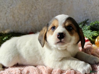 Mixed Breed dogs Abby - Ad 15