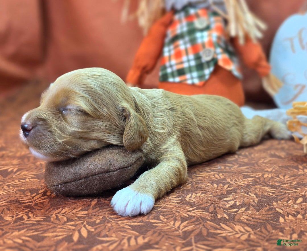 Cockapoo dogs for sale: Captain Walden - Ad 18