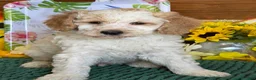 Mini Goldendoodle dogs for sale: Travis - Ad 3