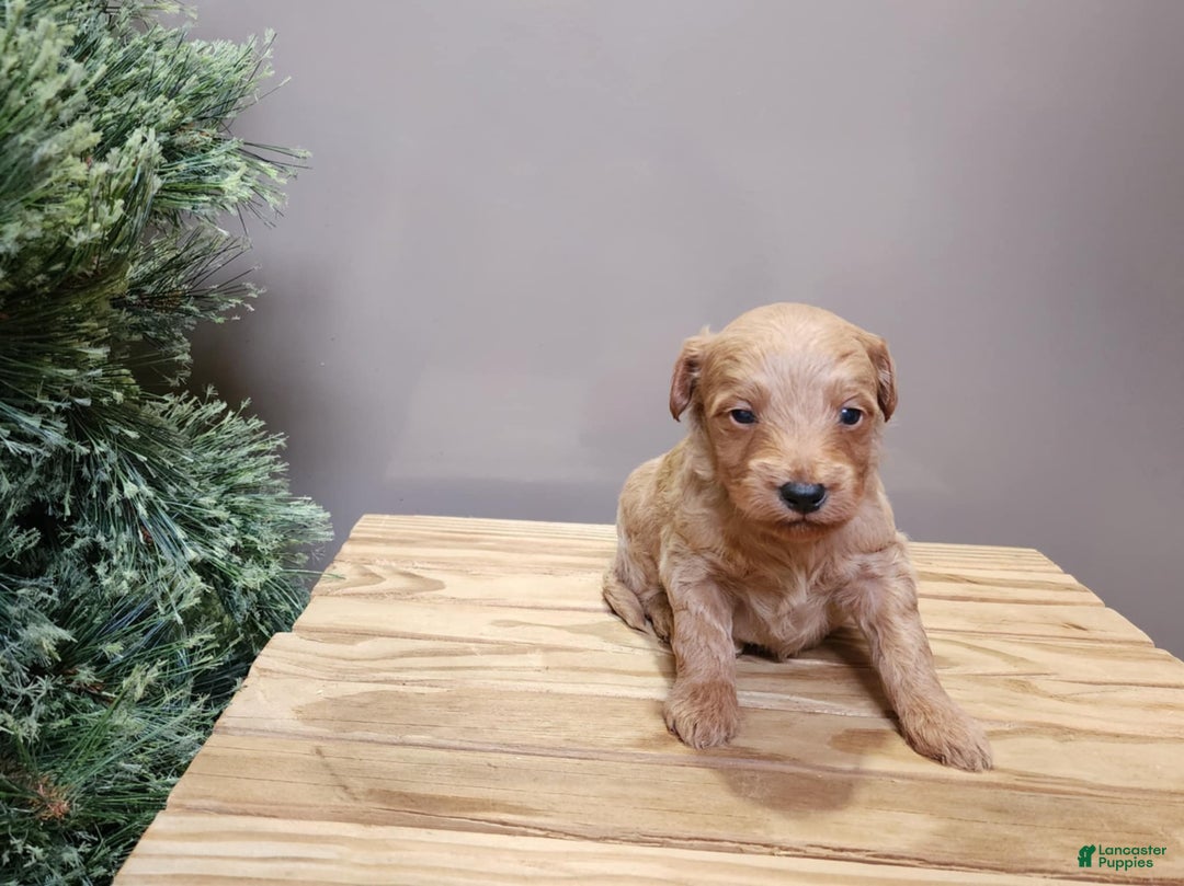 Mini Goldendoodle dogs for sale: Reno - Ad 10