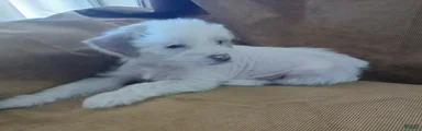 ZuZu