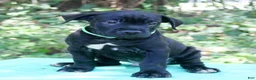 Cane Corso dogs for sale: Hendrix - Ad 2