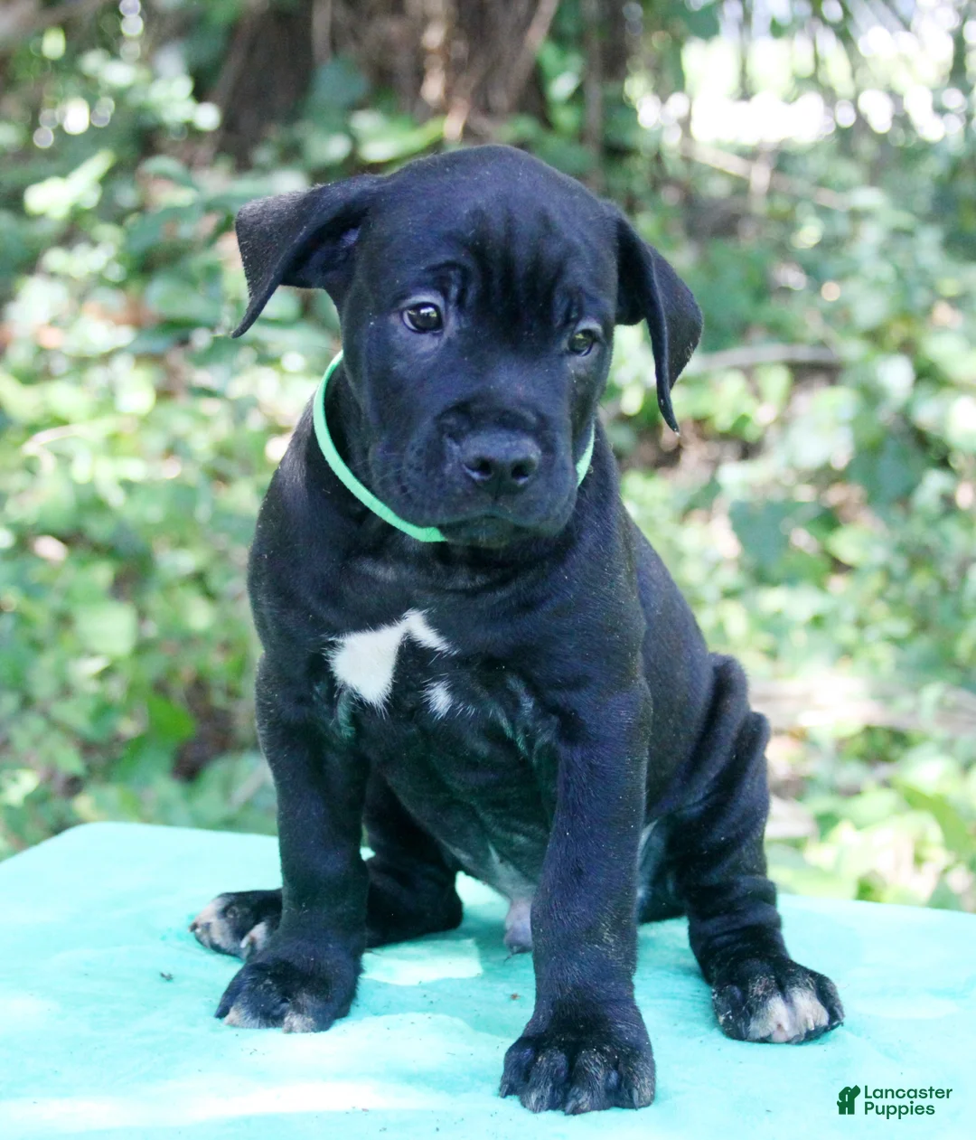 Cane Corso dogs for sale: Hendrix - Ad 2