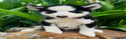 Siberian Husky dogs for sale: Rolex - Ad 8
