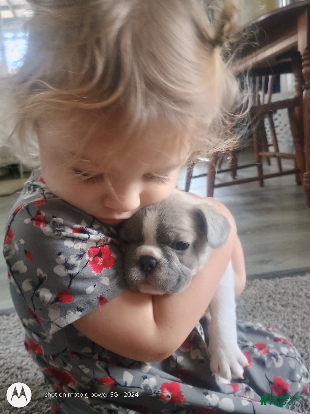 French Bulldog dogs for sale: Hope - Ad 3