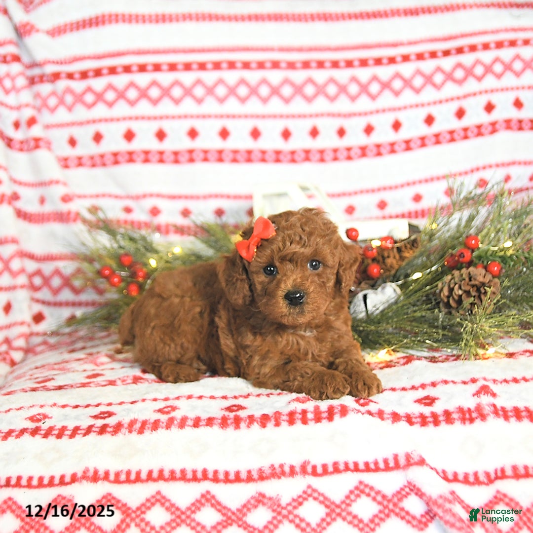 Toy Poodle dogs for sale: Maverick HOUSE RAISED - Ad 2